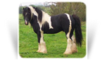 Sids Good Stallion